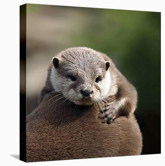 Oriental Small-clawed Otter-Linda Wright-Premier Image Canvas