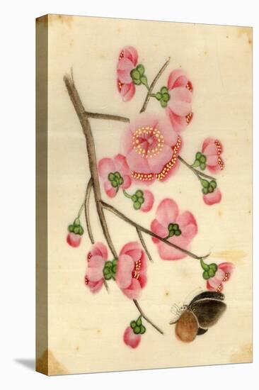 Oriental Style Depiction of Pink Cherry Blossom Showing the Branch Buds and Open Flowers-null-Premier Image Canvas