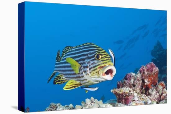 Oriental Sweetlips Cleaned by Cleaner Wrasse, Maldives-Reinhard Dirscherl-Premier Image Canvas