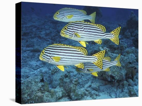 Oriental Sweetlips, Maldives-Stuart Westmoreland-Premier Image Canvas