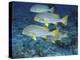 Oriental Sweetlips, Maldives-Stuart Westmoreland-Premier Image Canvas