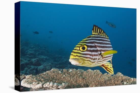 Oriental Sweetlips-Reinhard Dirscherl-Premier Image Canvas