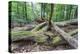 Original Deciduous Forest, Triebtal, Vogtland, Saxony, Germany-Falk Hermann-Premier Image Canvas