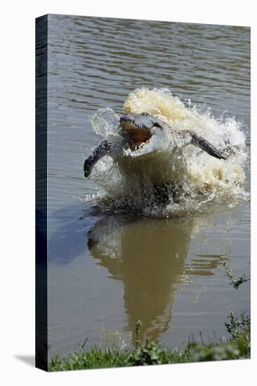 Orinoco Crocodile Female Lunging Out of Water-null-Premier Image Canvas
