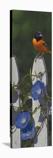 Oriole Morning Glories-Jeffrey Hoff-Premier Image Canvas