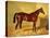 Orlando, a Bay Racehorse in a Loosebox-John Frederick Herring I-Premier Image Canvas