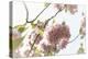 Ornamental Cherry Tree Blossom on a Branch in Full Splendour-Petra Daisenberger-Premier Image Canvas