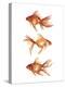 Ornamental Goldfish III-Emma Scarvey-Stretched Canvas