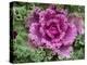 Ornamental Kale 'Nagoya Rose' in garden border-Ernie Janes-Premier Image Canvas