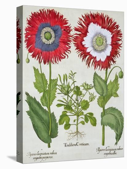 Ornamental Poppies, from the "Hortus Eystettensis" by Basil Besler, Pub. 1613-null-Premier Image Canvas