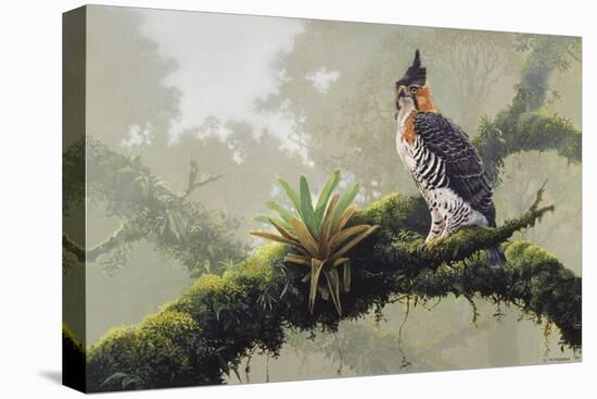 Ornate Hawk - Eagle-Harro Maass-Premier Image Canvas