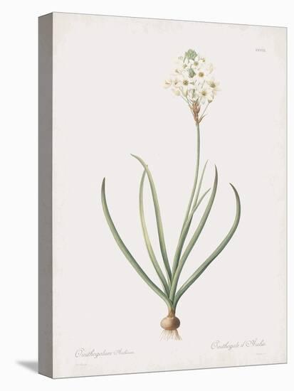Ornithogalum Arabicum-Pierre Joseph Redoute-Stretched Canvas