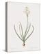 Ornithogalum Arabicum-Pierre Joseph Redoute-Stretched Canvas