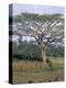 Oromo Country, Bako Region, Shoa State, Ethiopia, Africa-Bruno Barbier-Premier Image Canvas