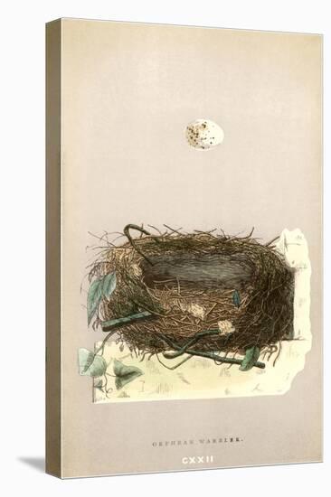Orphean Warbler Egg and Nest-null-Stretched Canvas