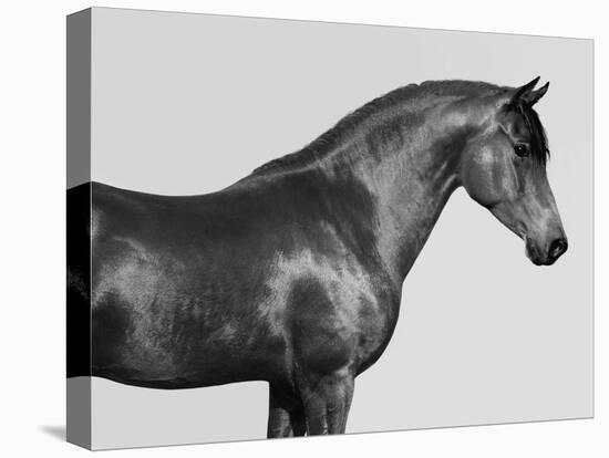 Orpheus, Arab Horse-Pangea Images-Stretched Canvas