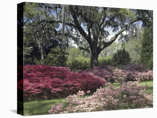 Orton Plantation Gardens, North Carolina, USA-null-Premier Image Canvas