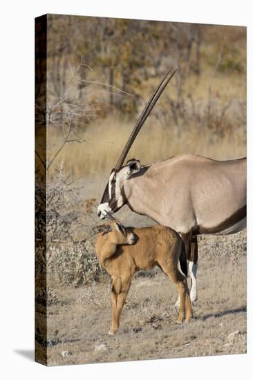 Oryx and young Etosha National Park, Namibia-Darrell Gulin-Premier Image Canvas
