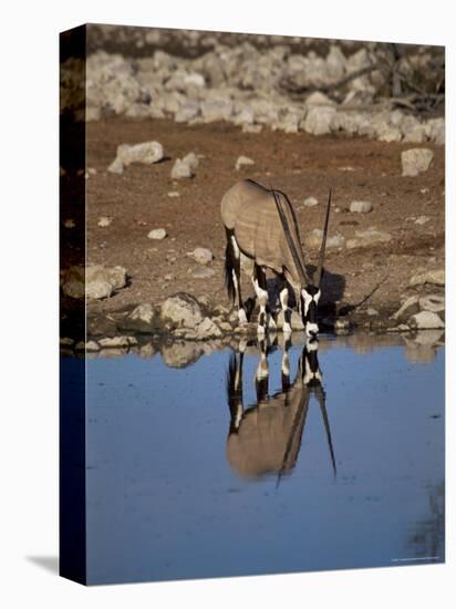 Oryx at Waterhole, Namibia, Africa-I Vanderharst-Premier Image Canvas