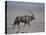 Oryx Gazella Beisa-DLILLC-Premier Image Canvas