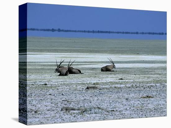 Oryx, Gemsbok, Oryx Gazella, Etosha National Park, Namibia, Africa-Thorsten Milse-Premier Image Canvas