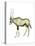 Oryx (Oryx Gazella), Mammals-Encyclopaedia Britannica-Stretched Canvas