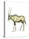 Oryx (Oryx Gazella), Mammals-Encyclopaedia Britannica-Stretched Canvas