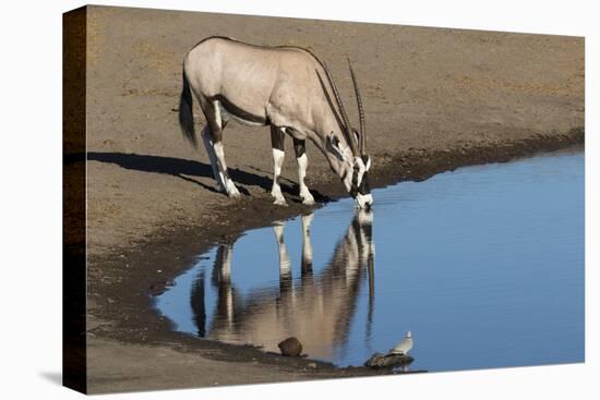 Oryx reflection in waterhole, Etosha National Park-Darrell Gulin-Premier Image Canvas