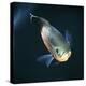 Oscar Velvet Cichlid Captive, from South America-Jane Burton-Premier Image Canvas