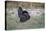 Osceola turkey, near Stick Marsh, Florida-Adam Jones-Premier Image Canvas