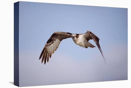 Osprey adult flying, Baja California, Mexico-Tim Fitzharris-Stretched Canvas