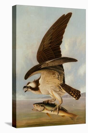 Osprey and Weakfish, 1829-John James Audubon-Premier Image Canvas