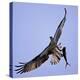 Osprey Carries Fish in Talons as it Flies over the Players Championship Golf Tournament in Florida-null-Premier Image Canvas