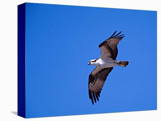 Osprey Chick in Flight-Charles Sleicher-Premier Image Canvas