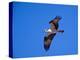 Osprey Chick in Flight-Charles Sleicher-Premier Image Canvas