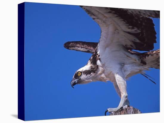 Osprey Close-up-Charles Sleicher-Premier Image Canvas