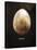 Osprey Egg-Chris Dunker-Stretched Canvas