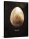 Osprey Egg-Chris Dunker-Stretched Canvas