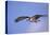 Osprey flying, North America-Tim Fitzharris-Stretched Canvas