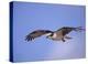 Osprey flying, North America-Tim Fitzharris-Stretched Canvas