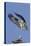 Osprey Landing at its Nest-Hal Beral-Premier Image Canvas