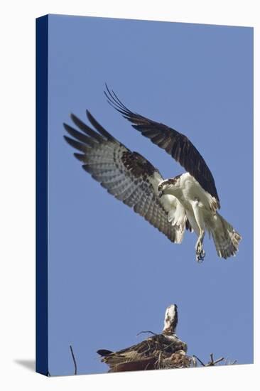 Osprey Landing at its Nest-Hal Beral-Premier Image Canvas