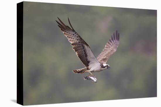 Osprey (Pandion Haliaeetus) in Flight, Fishing at Dawn, Rothiemurchus, Cairngorms Np, Scotland, UK-Peter Cairns-Premier Image Canvas