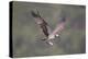 Osprey (Pandion Haliaeetus) in Flight, Fishing at Dawn, Rothiemurchus, Cairngorms Np, Scotland, UK-Peter Cairns-Premier Image Canvas