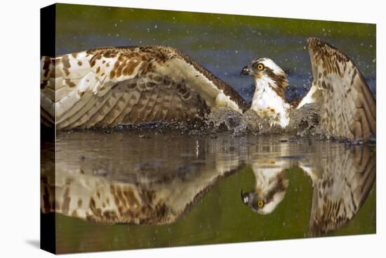 Osprey (Pandion Haliaetus) At Surface Of A Loch After Diving For A Fish-Peter Cairns-Premier Image Canvas