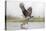 Osprey (Pandion Haliaetus) Catching Trout, Rothiemurchus Estate, Cairngorms, Scotland, UK, July-Ann & Steve Toon-Premier Image Canvas