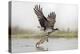 Osprey (Pandion Haliaetus) Catching Trout, Rothiemurchus Estate, Cairngorms, Scotland, UK, July-Ann & Steve Toon-Premier Image Canvas