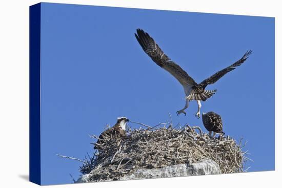 Osprey (Pandion Haliaetus) Chick Practising Flight, Gulf of California Baja California Sur, Mexico-Michael Nolan-Premier Image Canvas