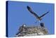 Osprey (Pandion Haliaetus) Chick Practising Flight, Gulf of California Baja California Sur, Mexico-Michael Nolan-Premier Image Canvas