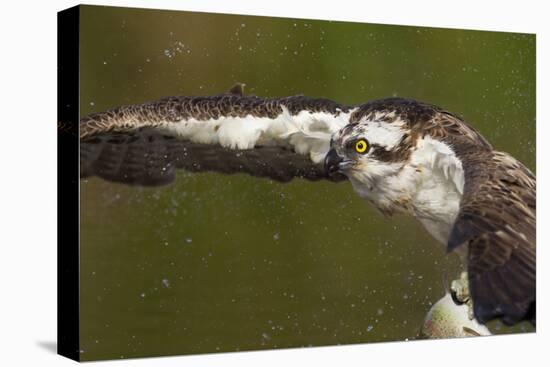 Osprey (Pandion Haliaetus) Fishing, Cairngorms National Park, Scotland, UK, July-Peter Cairns-Premier Image Canvas